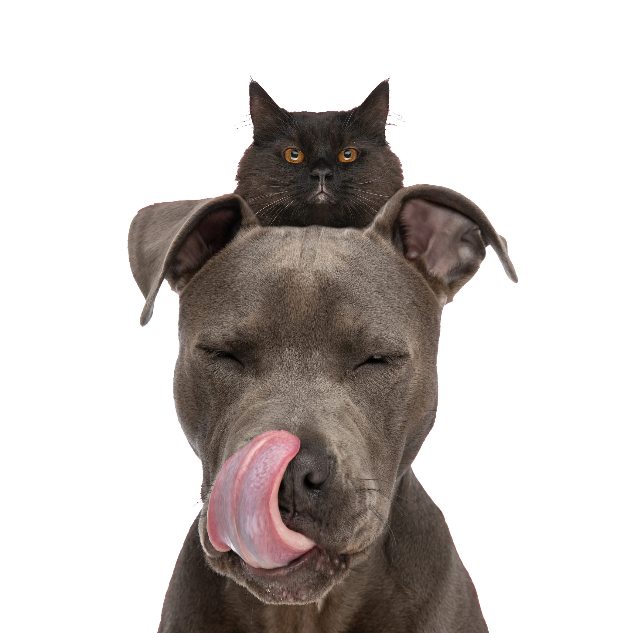 Lovely Pet – Il Meglio per il Tuo Animale